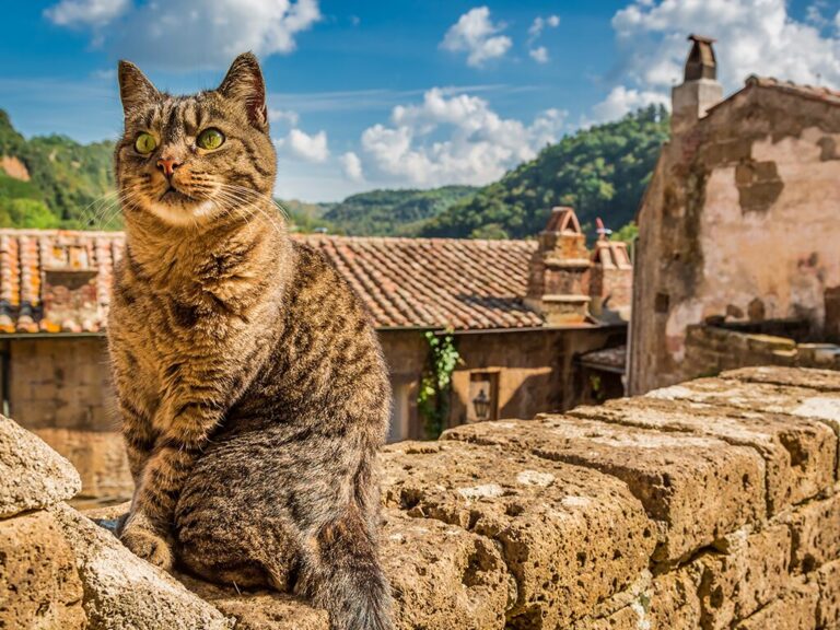 Read more about the article The Cats of Calabria: Guardians of the South