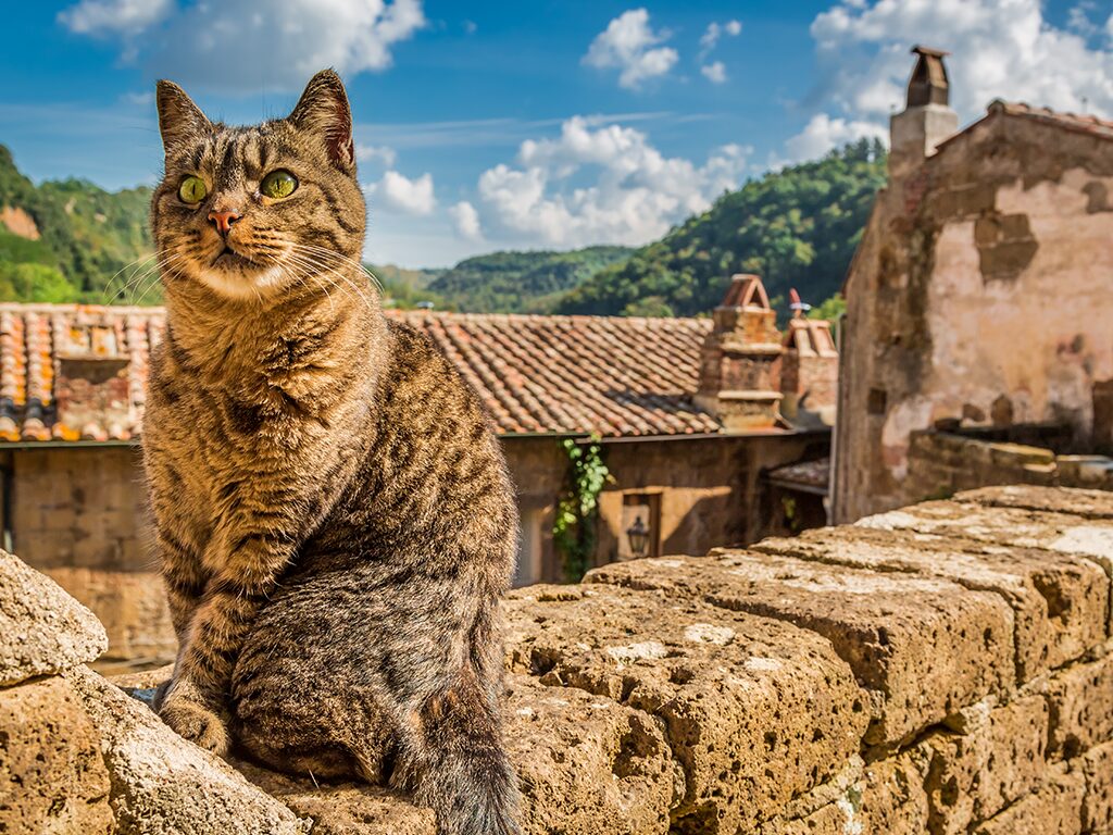 Read more about the article The Cats of Calabria: Guardians of the South